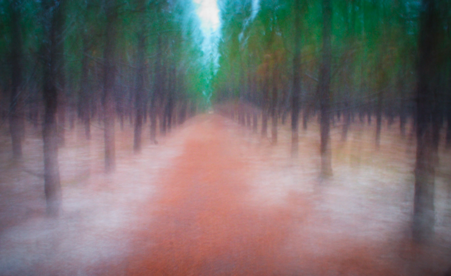 trees