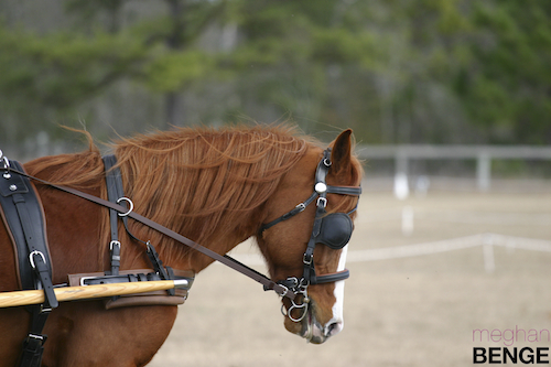 gilcrest farm schooling show