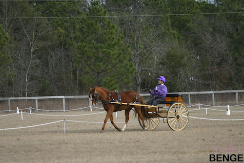 gilcrest farm schooling show
