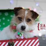 Jack Russell Terrier in Aiken, South Carolina photograph