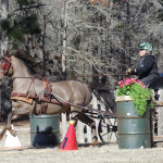 Cheryl Pratt Rivers driving a Morgan horse at Katydid Farm
