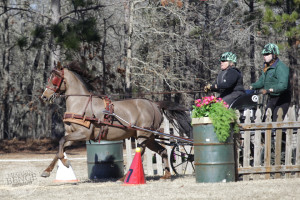 Cheryl Pratt Rivers driving a Morgan horse at Katydid Farm