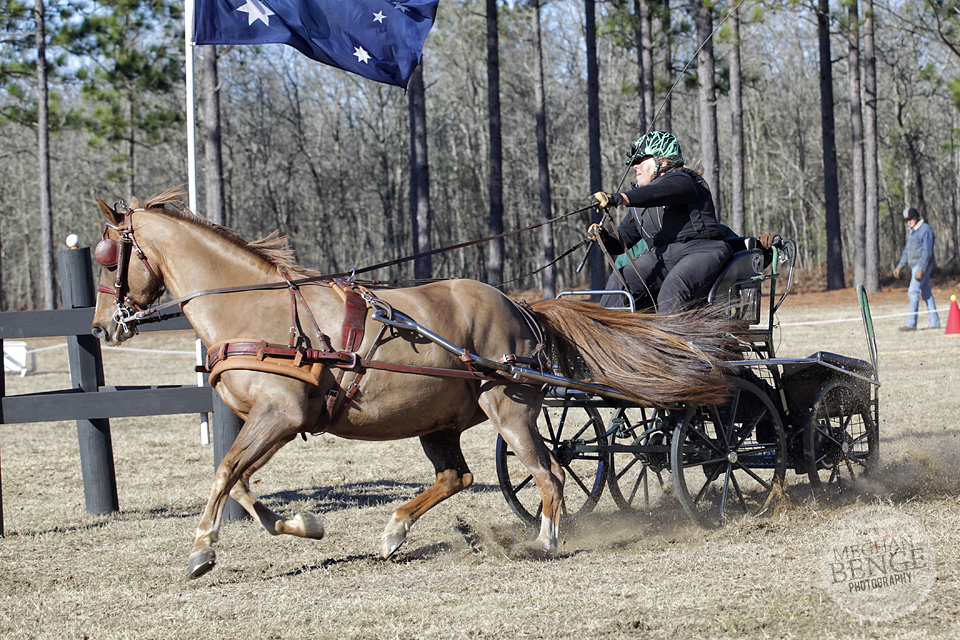 Cheryl Pratt Rivers driving Morgan Horse, Rowley, at Katydid Farm