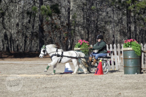 Darci Boling driving a miniature horse at Katydid Farm.