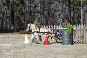 Miniature Horse at Katydid Farm