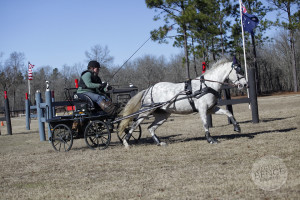 Janelle Marshall driving Cello, a German Riding Pony, at Katydid Farm