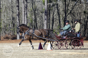 Janelle Marshall driving a Dutch Warmblood