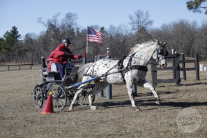 Jenni Lord driving in the Windsor World Cup at Katydid Farm