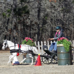 Mary Baillie driving a miniature horse at Katydid Farm