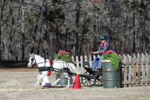 Mary Baillie driving a miniature horse at Katydid Farm