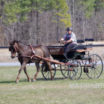 Cheryl Pratt Rivers with Morgan horse, Joyce