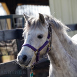 Welsh Pony, Bea