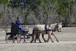 Mule pair driving at Gilcrest Farm HDT in Aiken, SC