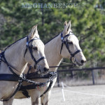 Mule pair driving at Gilcrest Farm HDT in Aiken, SC