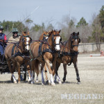 Wendy O'Brien driving Welsh pony four-in-hand at the Gilcrest Farm HDT in Aiken, SC