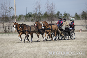 Wendy O'Brien driving Welsh pony four-in-hand at the Gilcrest Farm HDT in Aiken, SC