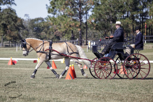 Tim Palloni finished second in the Preliminary Single Pony division.