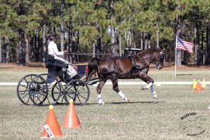 Nifty Hamilton finished second in the Preliminary Single Horse division.