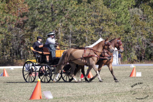 Janelle Marshall driving Bob Burrows' pair were a close second in the Preliminary Pair Horse division.