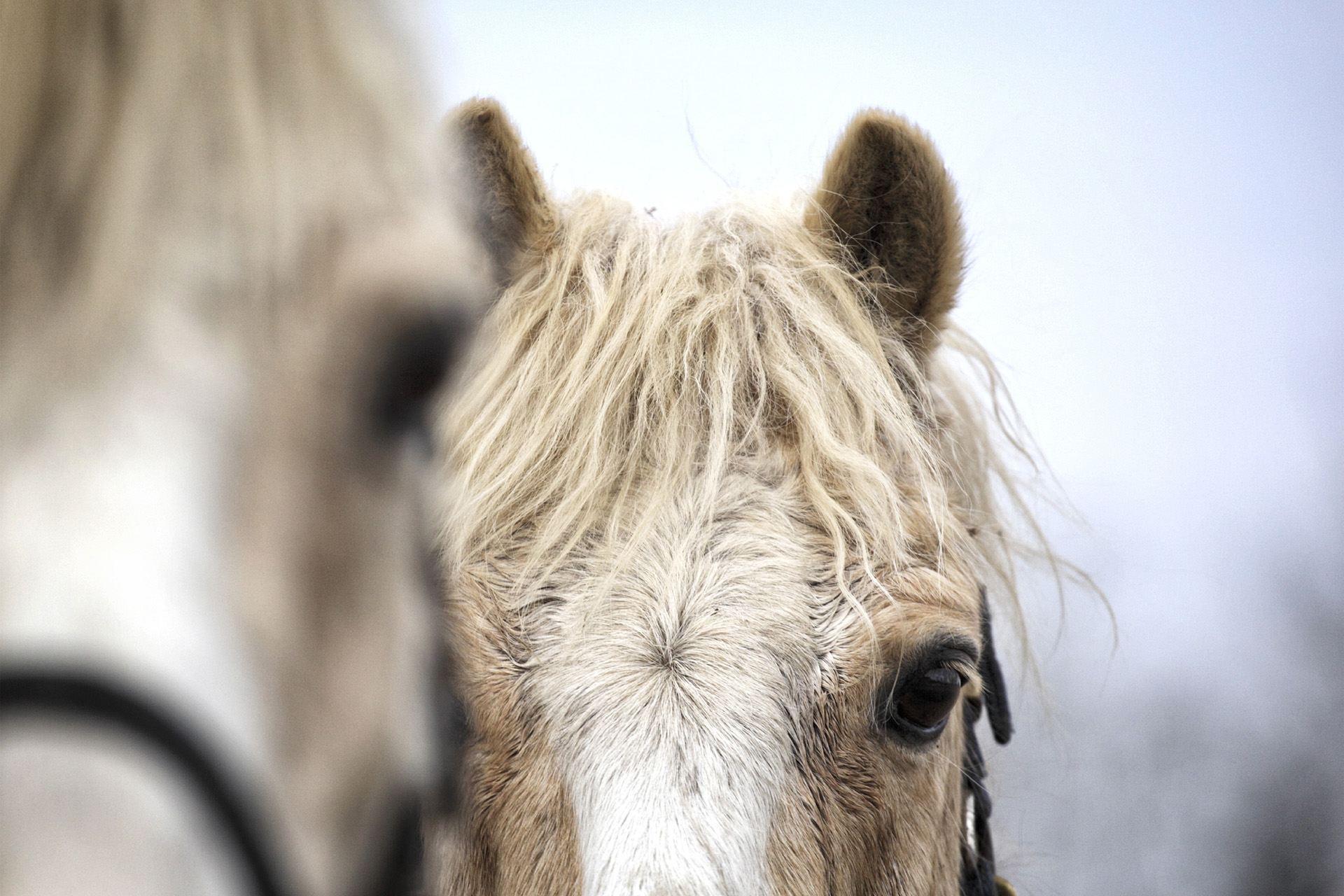 portrait of palomino ponies