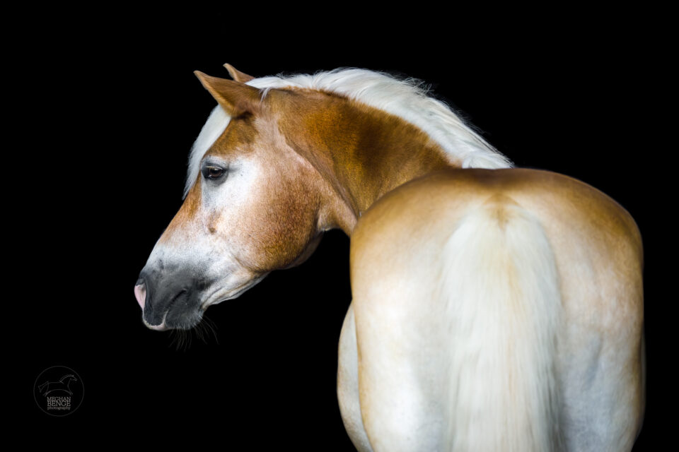 black background image of a halfinger from behind