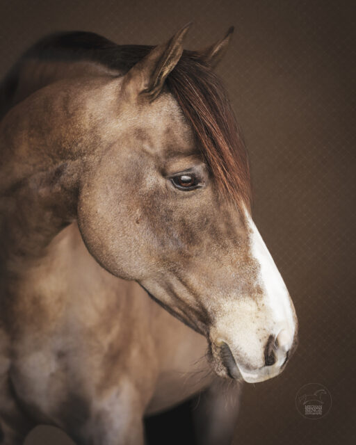 Buckskin pony on a textured brown background