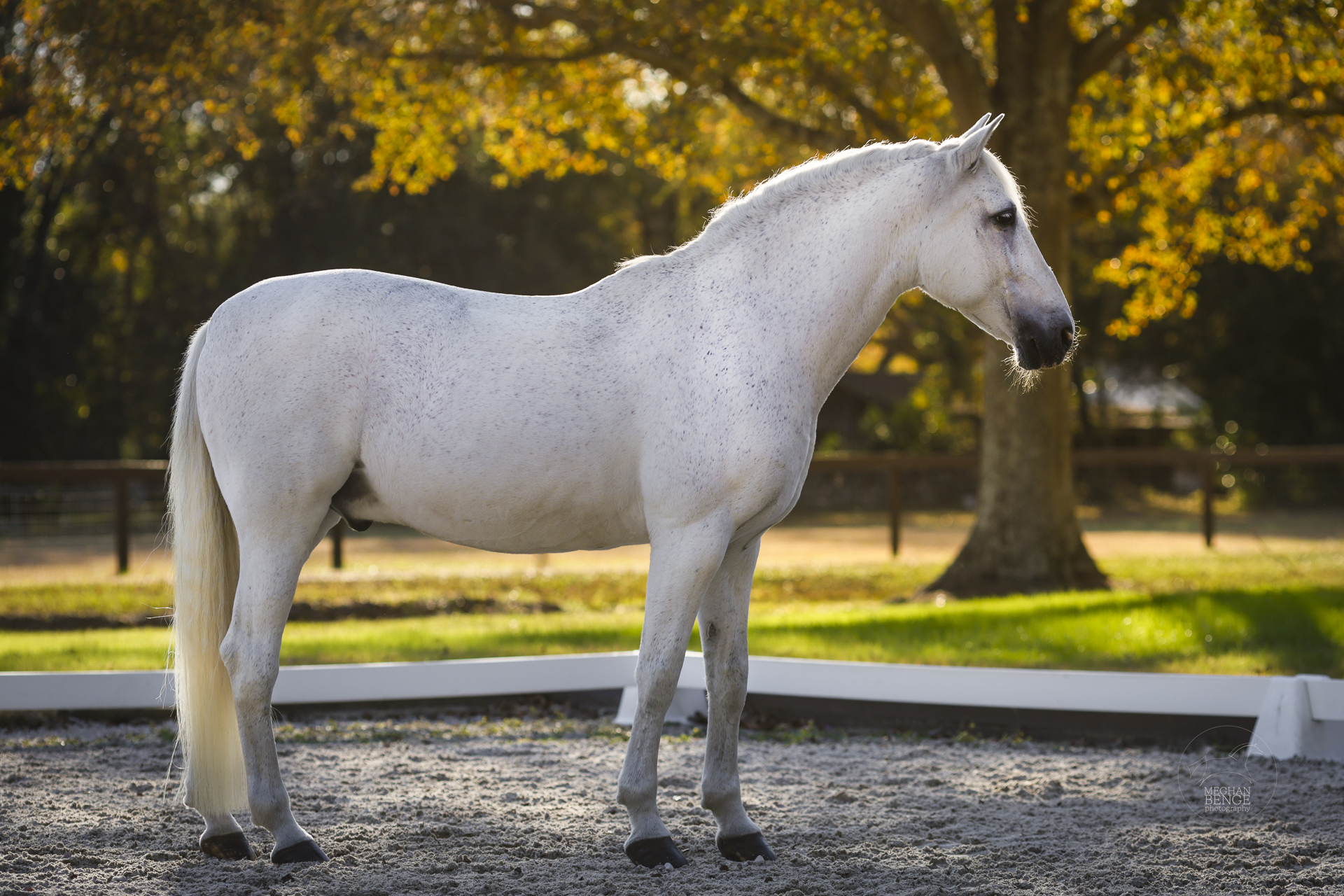 grey horse in evening light